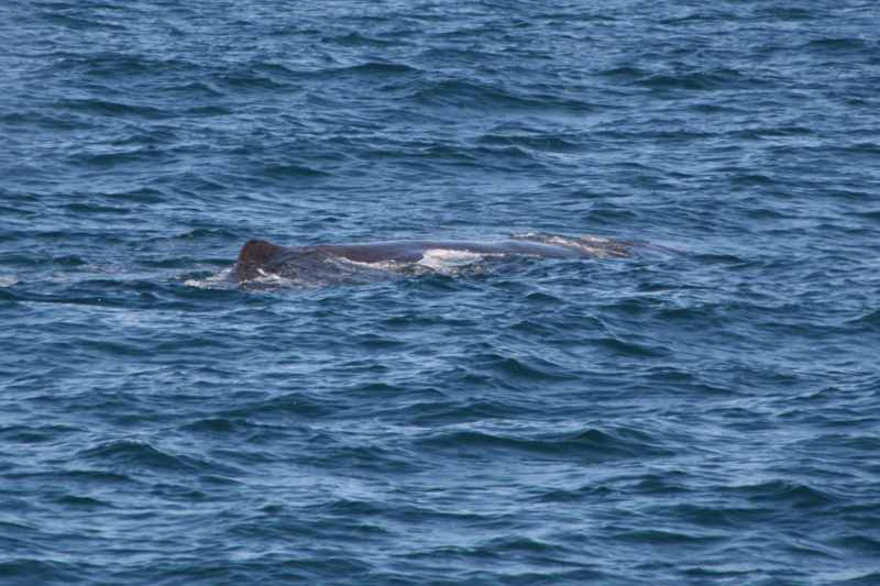 Nieuw-Zeeland 2011 - 1204